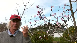 Peach Tree Buds - How They Grow