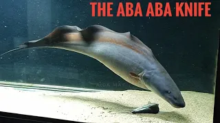 The Aba Aba Knifefish: MASSIVE catfish feeder 11 inches *Live feeding*