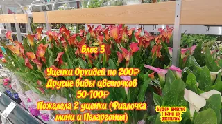 Влог 3. Орхидеи, цветы-уценки, препараты и кашпо в Ашан Теплый Стан. 22 Февраля 2021.