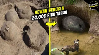 Sering Dikira Batu Biasa, Inilah Penemuan Cangkang Armadillo Purba Berusia Puluhan Ribu Tahun...