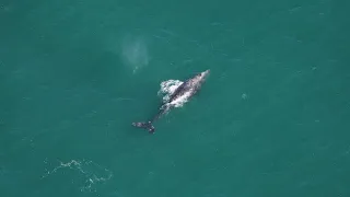 Rare Gray Whale Spotted In Atlantic-First In Over 200 Years