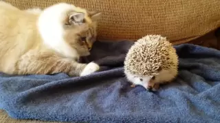 ORIGINAL VIDEO: Kitty sits on hedgehog!