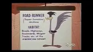 Why Wile E. Coyote is obsessed with the Road Runner.
