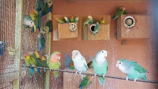 Lovebirds Singing - Chirping & talking Sounds