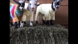 Goats Have Pyjama Party