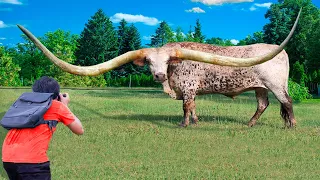 10 Animals With The Biggest Horns