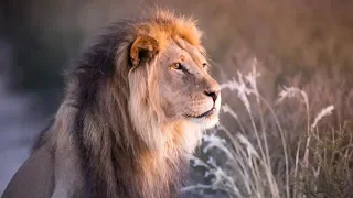 Big Cats of the Kgalagadi