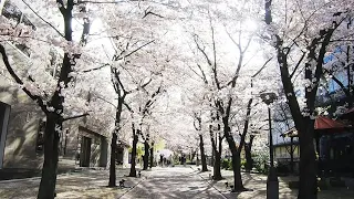 2022년 교토 벚꽃. kyoto cherry blossom
