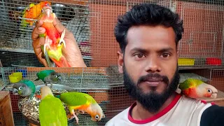 Hand Tamed Conure Birds😍 || Hand Tamed Hyper Red Pineapple Conure || Rajdip Aviary 🦜