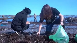 L'île russe de Stakhaline mise sur les algues contre le réchauffement climatique