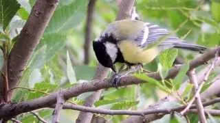 Parus major | Большая синица | Great Tit