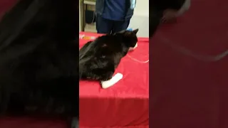 Might very sick cat being euthanized  a sad day