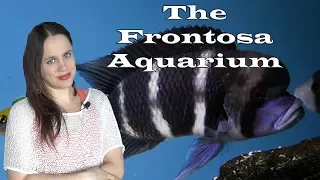 The Frontosa Aquarium