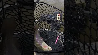 Monster Rainbow Trout Crushes Giant Pink Worm! #fishing #trolling #troutfishing  #troutfishingbasics