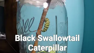 Black Swallowtail Caterpillar Converting To Chrysalis