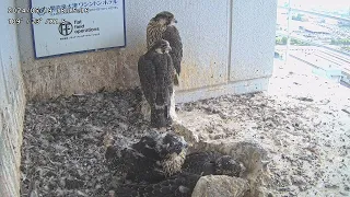 Osaka Peregrine Falcons/2024-05-19/ Chicks return to nest tray after today's practice