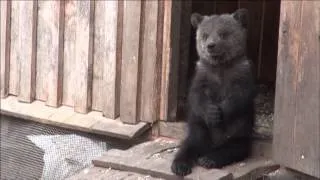 IFAW Orphan Bear Rescue Project - Russia