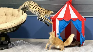 SERVAL HUNTS HIS BRIDE / Meowrizio meets Katya / Alice touched the lynx