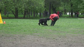 Русский черный терьер. Второй монопородный чемпионат по ЗКС. Работа на костюм.