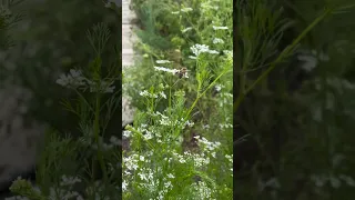 Garden Mashup!✨🌿 #gardening #floridagardening #growyourownfood #trending #organic #abundance