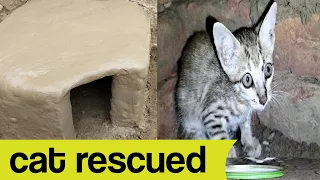 Rescue Abandoned poor kitten feed her and build a Mud house for her