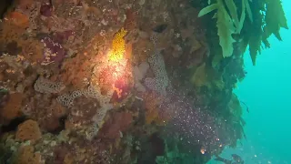 Torquay Diving - 3 Crays