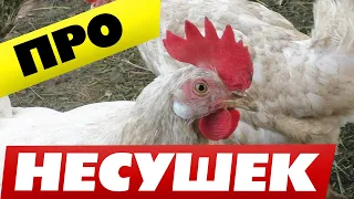 Куры несушки содержание и уход в домашних условиях 🐔Полезные моменты