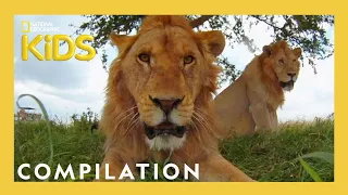 Party Animals Music Videos 🎶 | Nat Geo Kids Compilation | @natgeokids