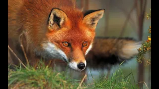 The Red Fox, Silent Killers