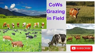 Cows Grazing in Field ।।