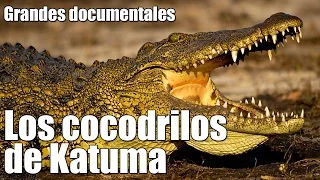 Grandes documentales - Los cocodrilos de Katuma [06/10/2016]