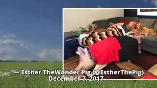 These men thought they adopted a mini piglet. She became Esther the Wonder Pig, a 650-pound darling