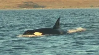 An up close look at killer whales