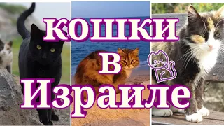 Кошки в Израиле 🐈🐾мангусты лопают кошачий корм