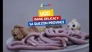 Uod, isang delicacy sa Quezon Province | I Juander