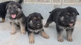 German shepherd puppies available for sale agr 49 days.....