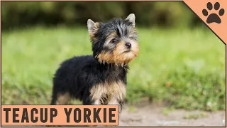 How Big Can Teacup Yorkies Grow - Detailed Yorkshire Terrier Information