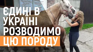 У Львові розводять рідкісну торійську породу коней