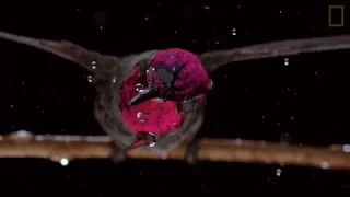The Hummingbird in 4K