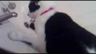 Cat in bath.mp4