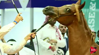 Dubai Arabian Horse Auction 2019 - pt.1