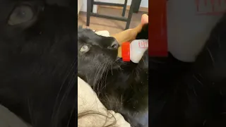 Baby panther sucks a bottle❤️