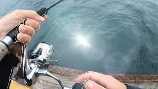 Landbased Kingfish in Sydney | Lure fishing with the daiwa baitjunkie jerkshad