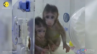 Chinese scientists claim to produce world's first cloned macaques