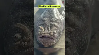 Scary Sea Creatures That'll Haunt Your Dreams