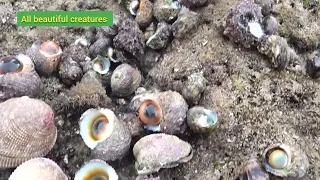 Sea centipede, sea cucumber and lots of bull eye shells in tide pool #daily #life #beach #sea