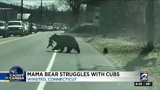 Viral Video: Mama bear struggles with cubs