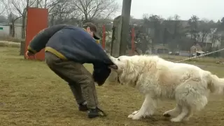 Caucasian Ovcharka: Winner Listicka, 22 months old - training I.