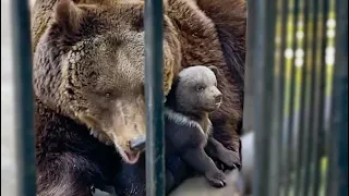 НЕОЖИДАННО! Медведица мама впервые кормит медвежат у кормушки!