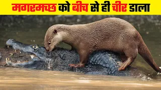 आखिर OTTER मगरमच्छ को देखते ही क्यूं मार डालता है । Why Otter Rip The Crocodile As Seen